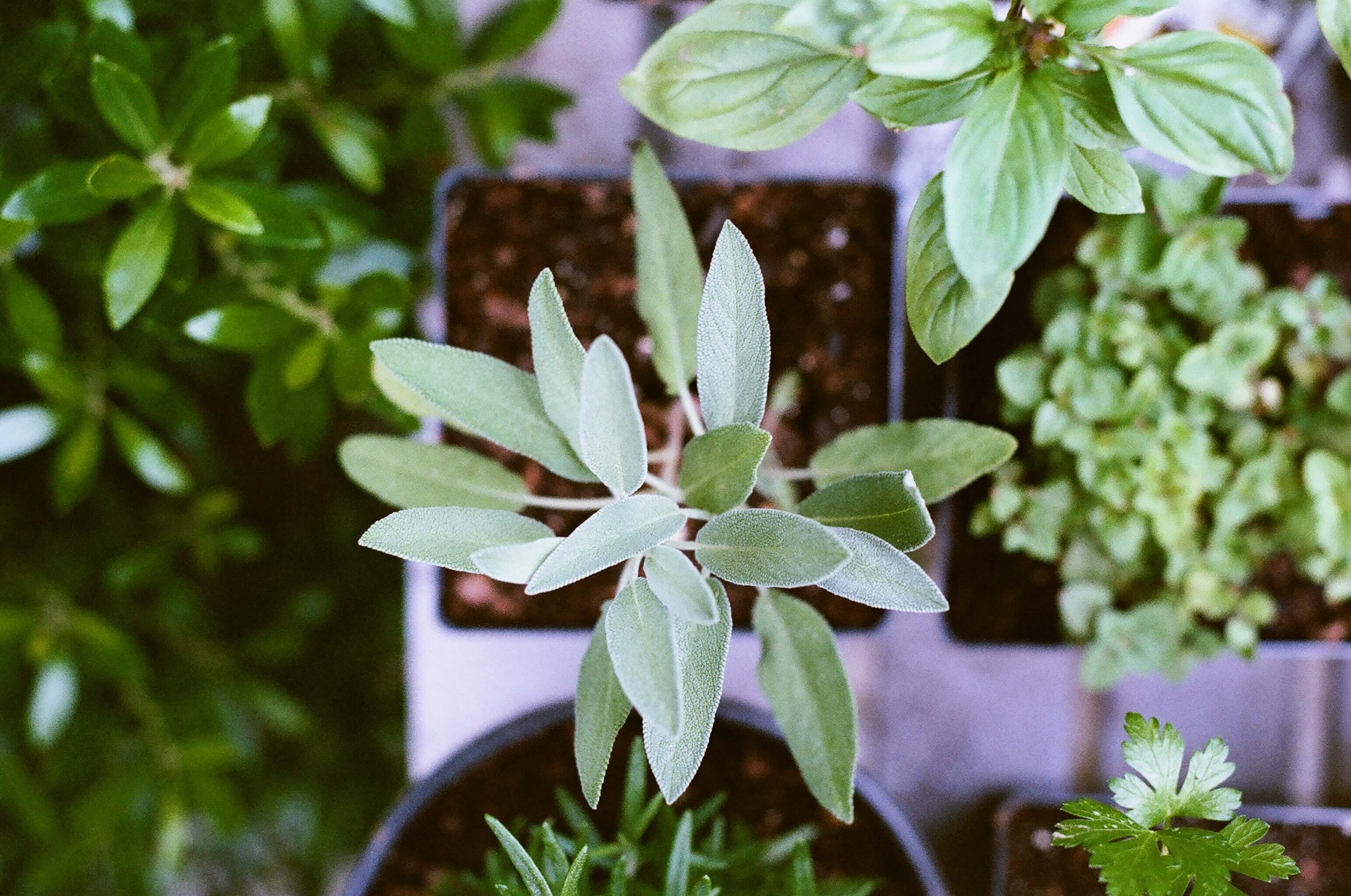 plant selection